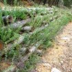 ingegneria naturalistica