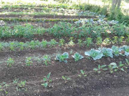 Un orto, verdure, coltivazione