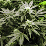 marijuana, droga, spaccio