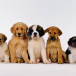 Cani, animali da compagnia