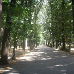 Alberi, viale alberato