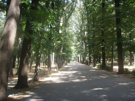 Alberi, viale alberato