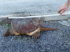 Tartaruga azzannatrice rinvenuta a Sant'Elpidio a Mare