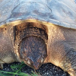 Tartaruga azzannatrice rinvenuta a Sant'Elpidio a Mare