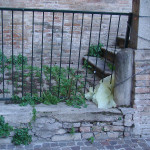 Portale e scalinata di S. Agostino a Fermo