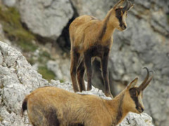 I camosci tutelati nell'area del Parco nazionale dei monti Sibillini