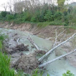 Erosione Spondale - alberi nel letto del torrente Ete Morto