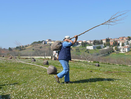 Piantumazione alberi per nuovi nati a Sant'Elpidio a Mare