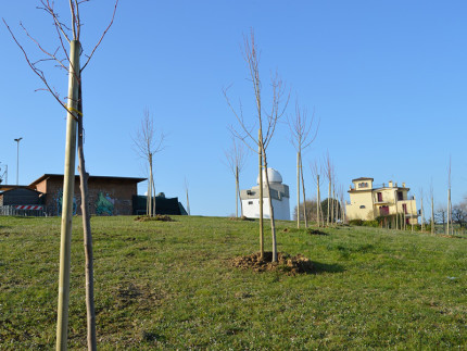 Alberi piantumati presso l'osservatorio astronomico di Sant'Elpidio a Mare