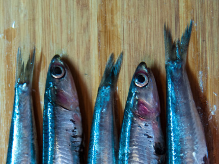Pesce azzurro