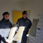 Piantagione di marijuana sequestrata nel Fermano dalla GDF