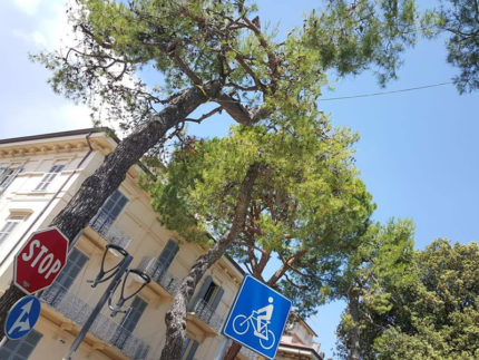 Alberi messi in sicurezza a Porto San Giorgio