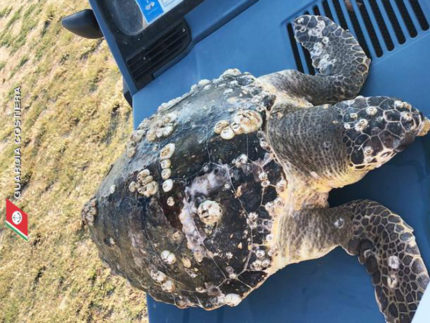 Tartaruga spiaggiata sulla costa fermana