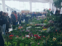 Verde - Mostra Mercato Orti e Giardini a Fermo