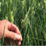 danni all'agricoltura, maltempo, danni