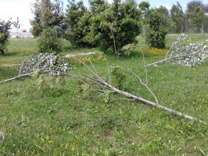 Alberi tagliati a Pedaso