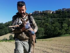 Cucciolo di capriolo soccorso nel centro di Sant'Elpidio a Mare