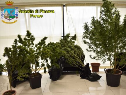 Piante di cannabis sequestrate dalla GdF