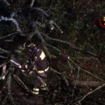 Camerano: albero caduto in strada