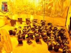 Coltivazione di marijuana scoperta a Fermo