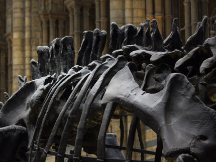 Dinosauri - Fonte: pexels.com