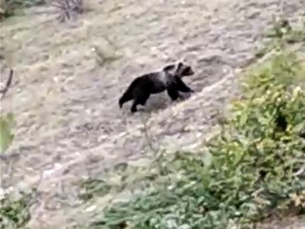 Orso marsicano avvistato sui Sibillini