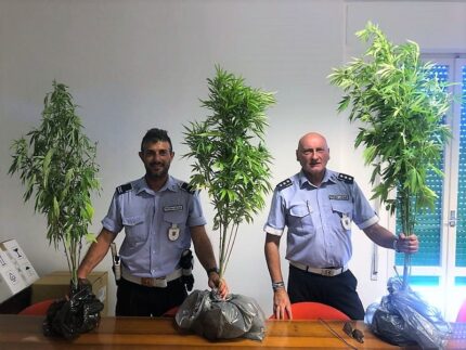 Piante di cannabis rinvenute a Sant'Elpidio a Mare