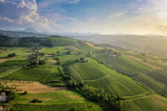 Campagna del Verdicchio dei Castelli di Jesi