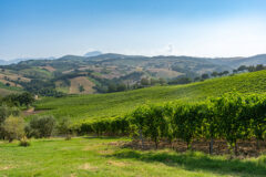 Campagna del Verdicchio dei Castelli di Jesi