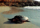 Un esemplare di tartaruga marina