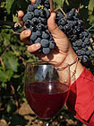 Vino cotto lapedona