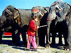 Circo