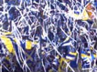 Tifosi Fermana