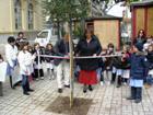 piantumazione albero