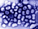 influenza A